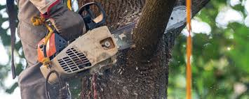 How Our Tree Care Process Works  in  Steiner Ranch, TX