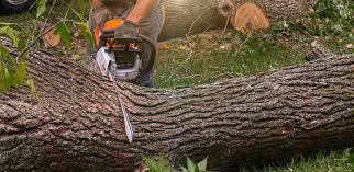 Best Lot and Land Clearing  in Steiner Ranch, TX
