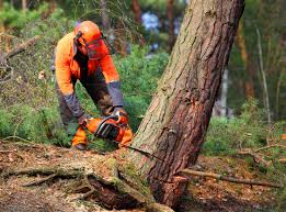 Best Soil Testing and Treatment  in Steiner Ranch, TX