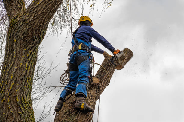 Tree and Shrub Care in Steiner Ranch, TX