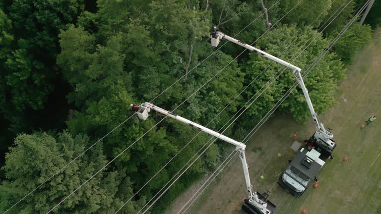 Best Root Management and Removal  in Steiner Ranch, TX
