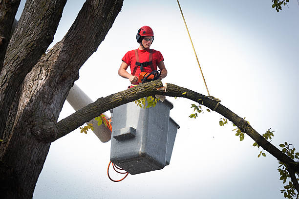 Reliable Steiner Ranch, TX Tree Services Solutions